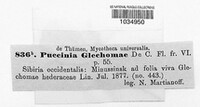 Puccinia glechomatis image